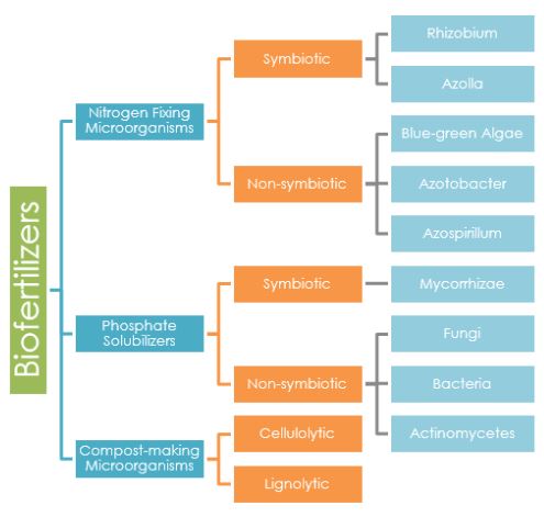 Biofertilizers