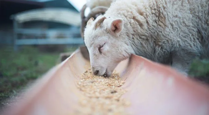 Animal feed supply